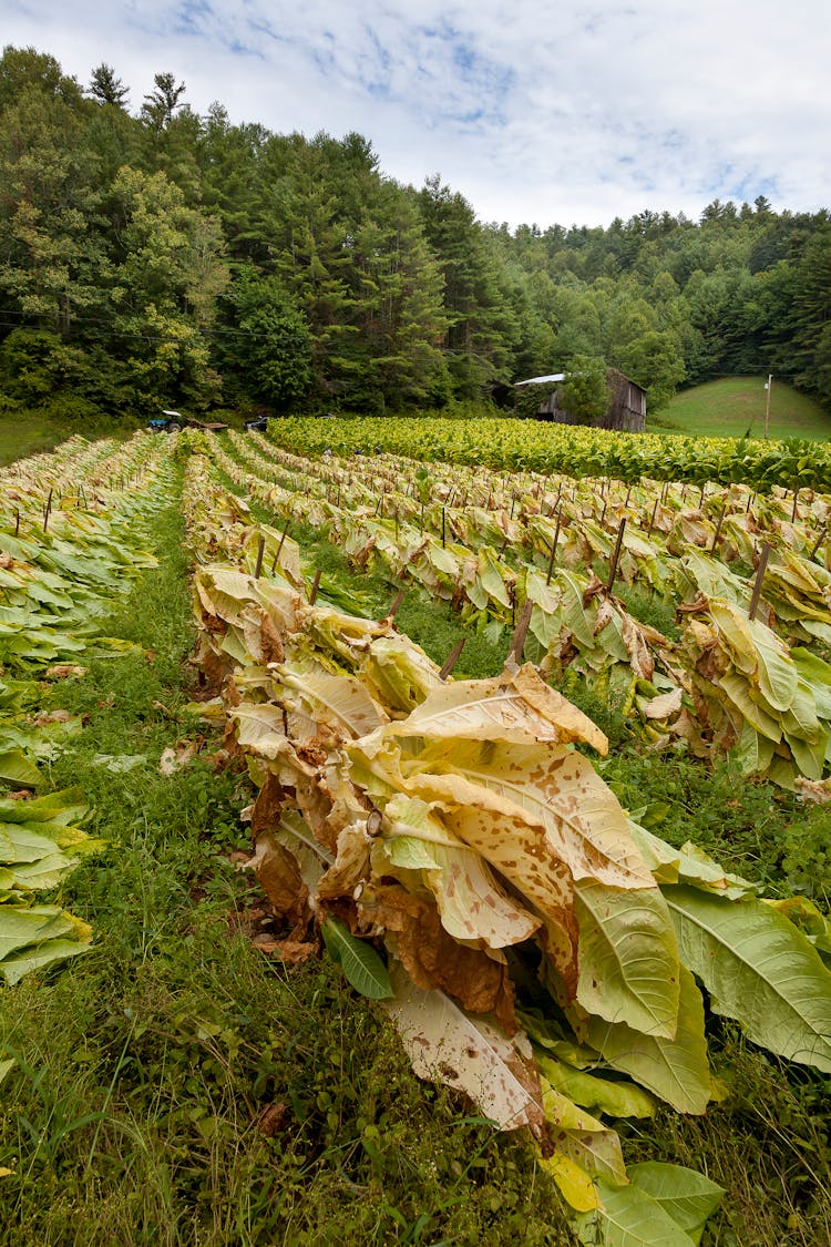 Scenic View Of A Tobacco Farm