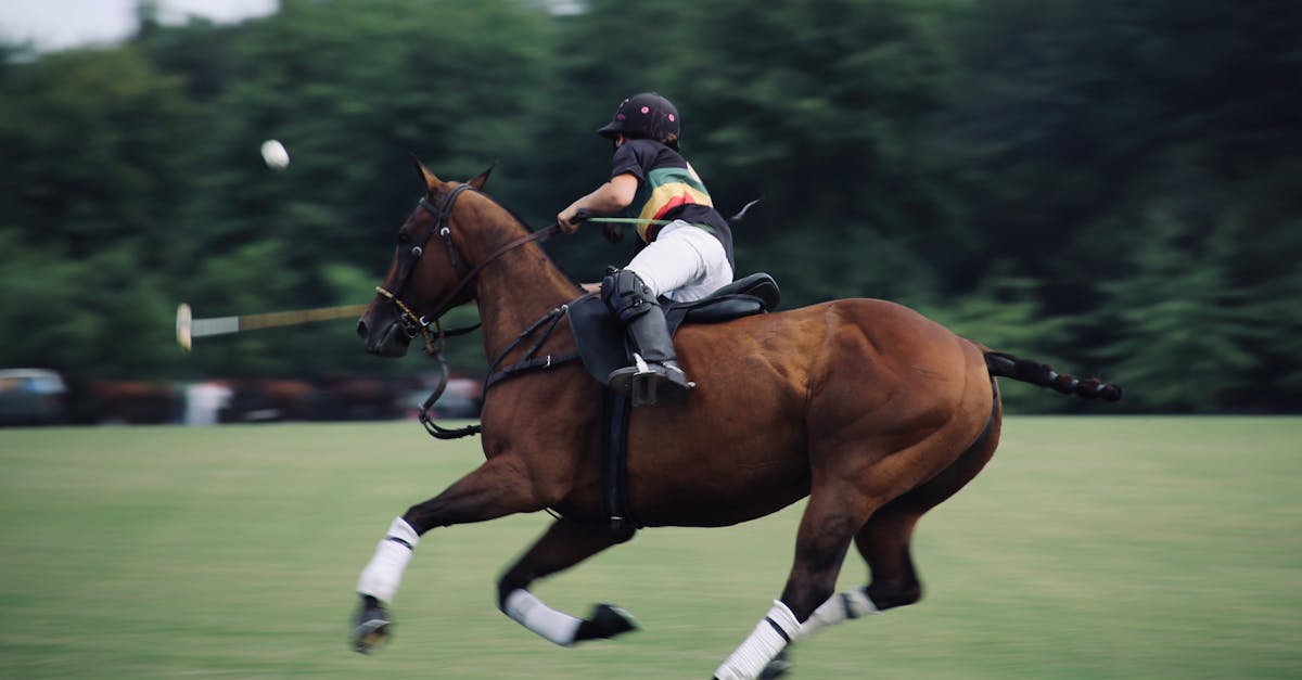 How fast is a trotting horse