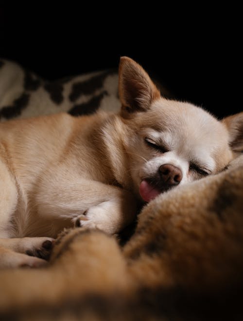 Up-close Photo of a Sleeping Senior Chihuahua