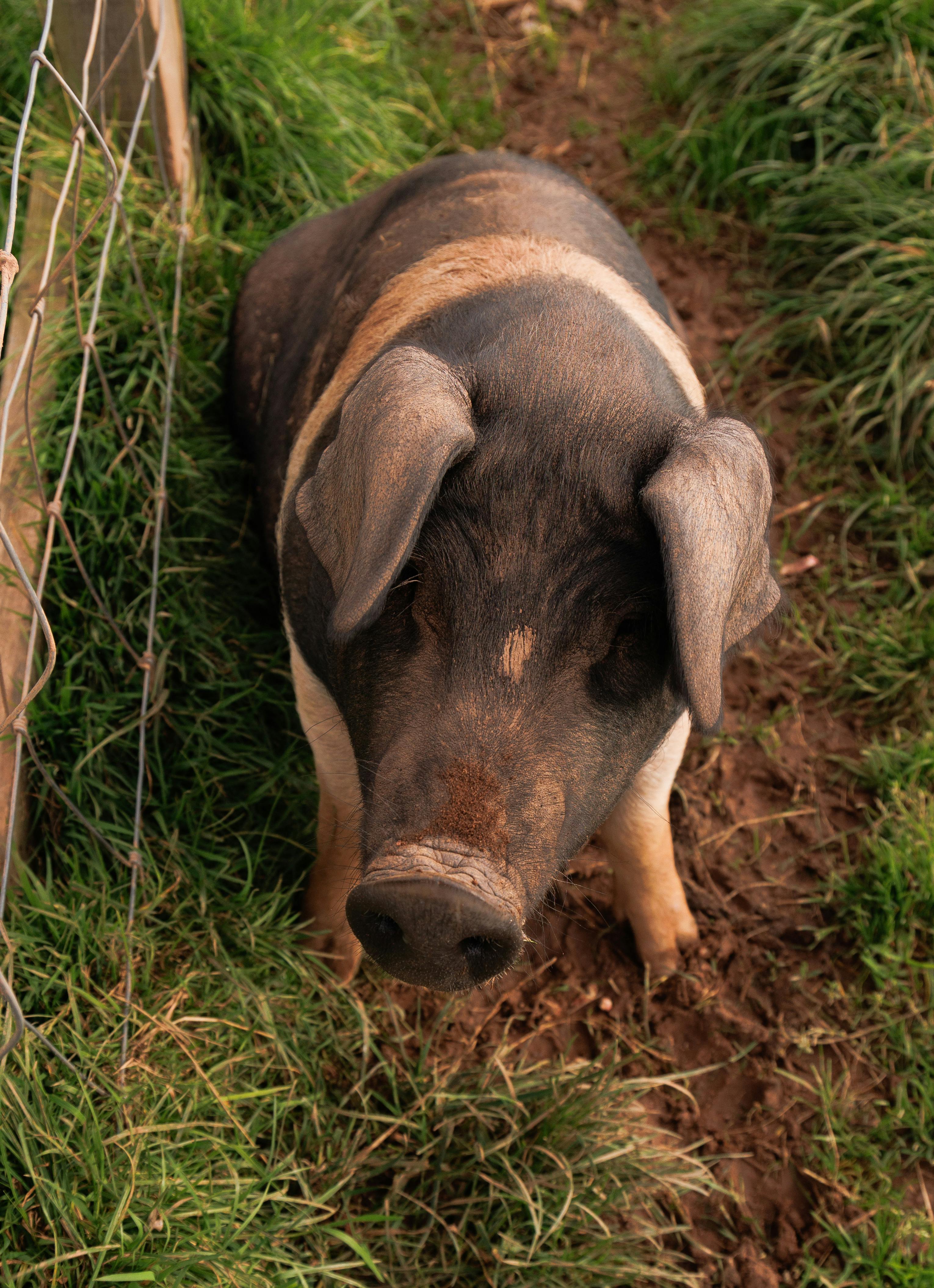 close up portrait of a pig in a farmyard