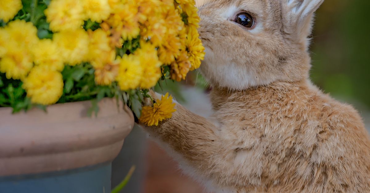 Cute Rabbit Sniffing Yellow Flowers in Fall Setting · Free Stock Photo