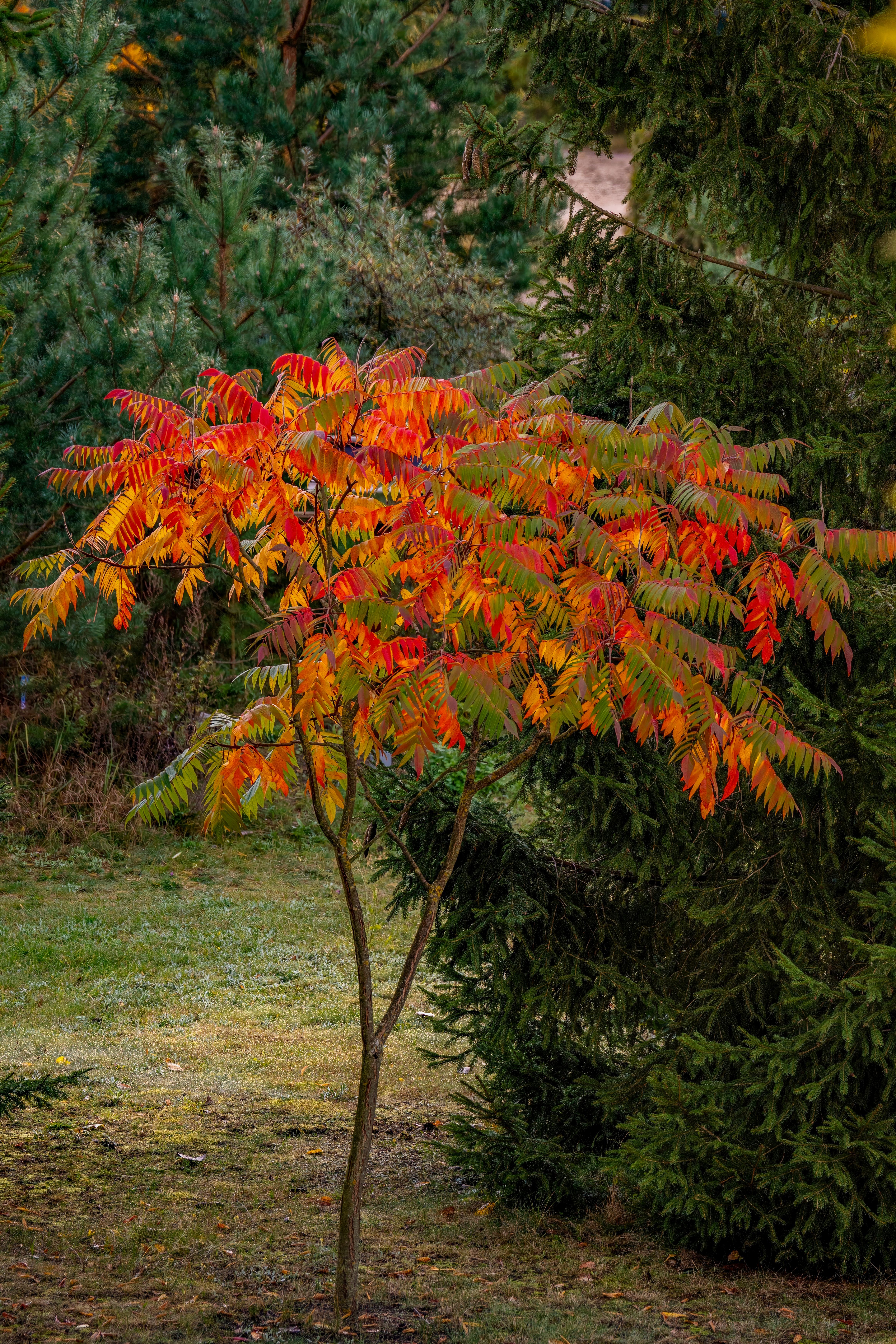 Vibrant Staghorn Sumac Tree in Autumn Foliage · Free Stock Photo