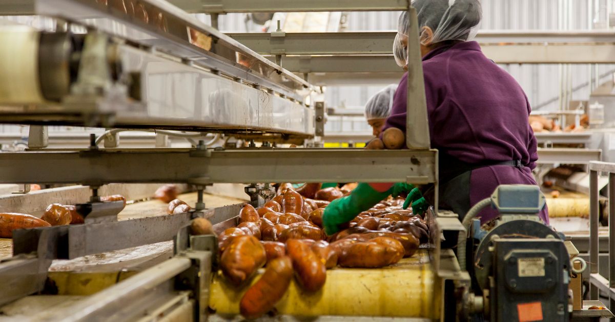 Mitarbeiter an einem Förderband in der Lebensmittelproduktion, wo Hygienevorschriften die Reinigung bestimmen