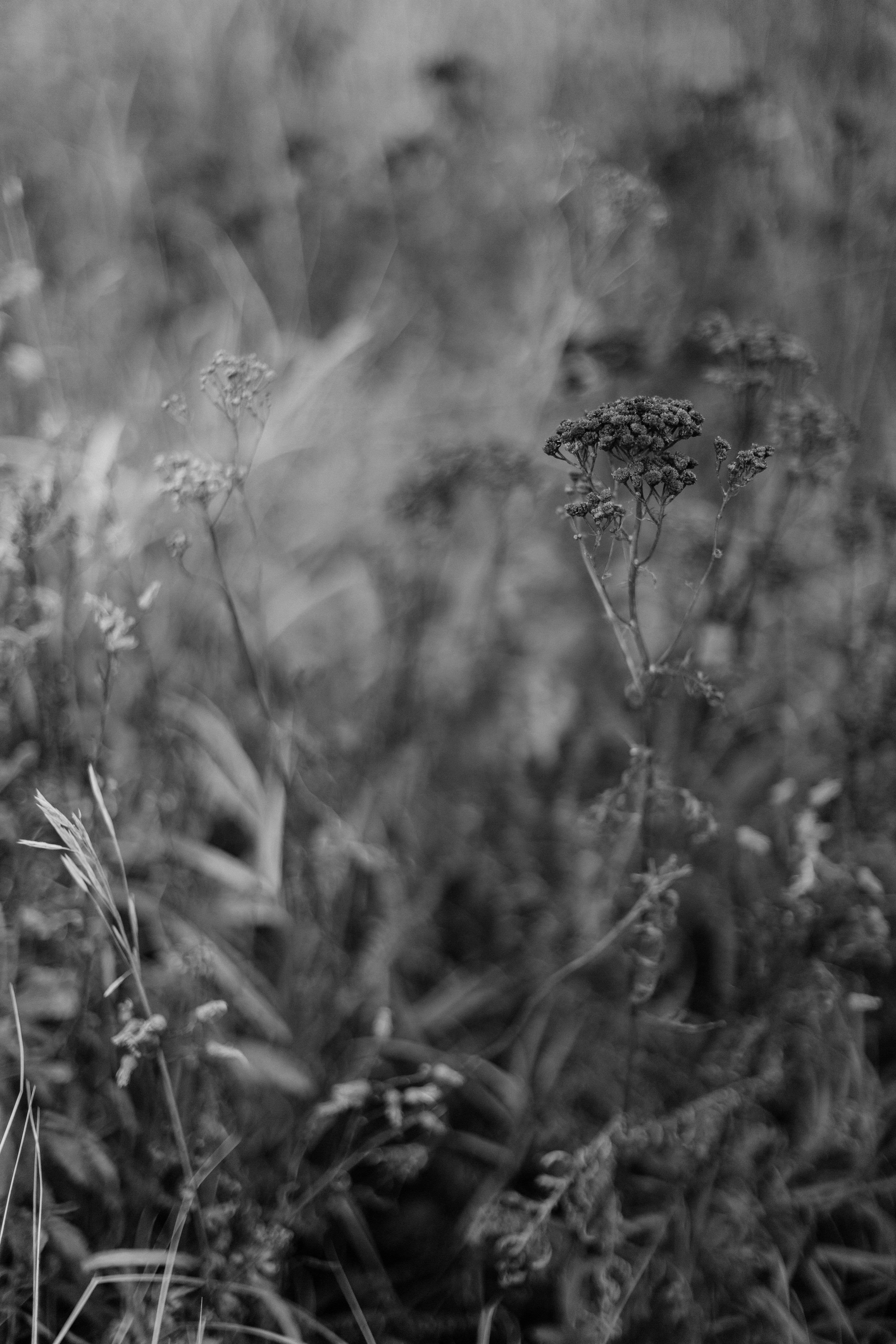 A moody black and white close-up of foliage in a natural setting, offering a dramatic texture.