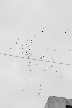 Monochrome image of birds flying in the sky over a city building.