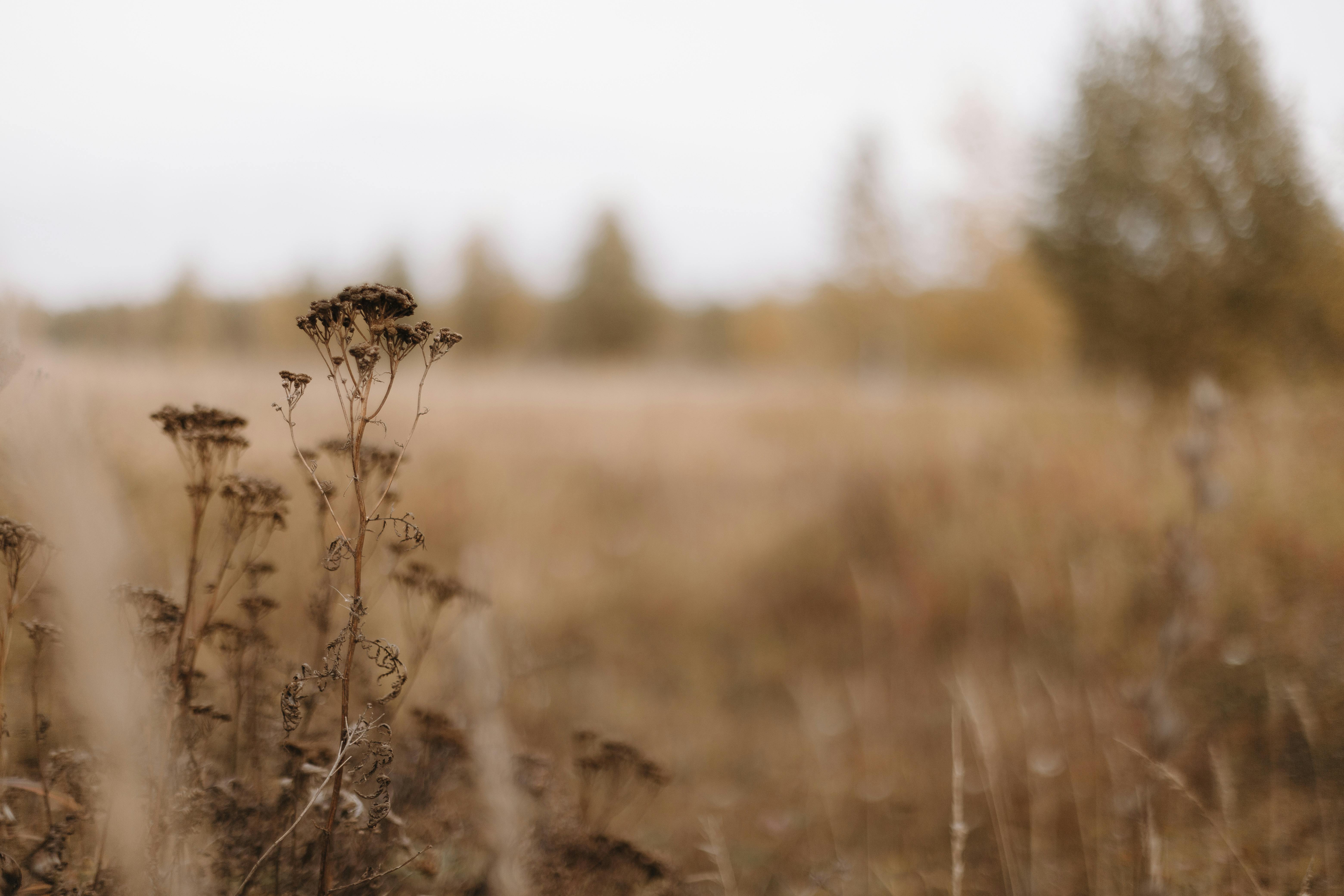 Serene Autumn Field with Dry Wildflowers