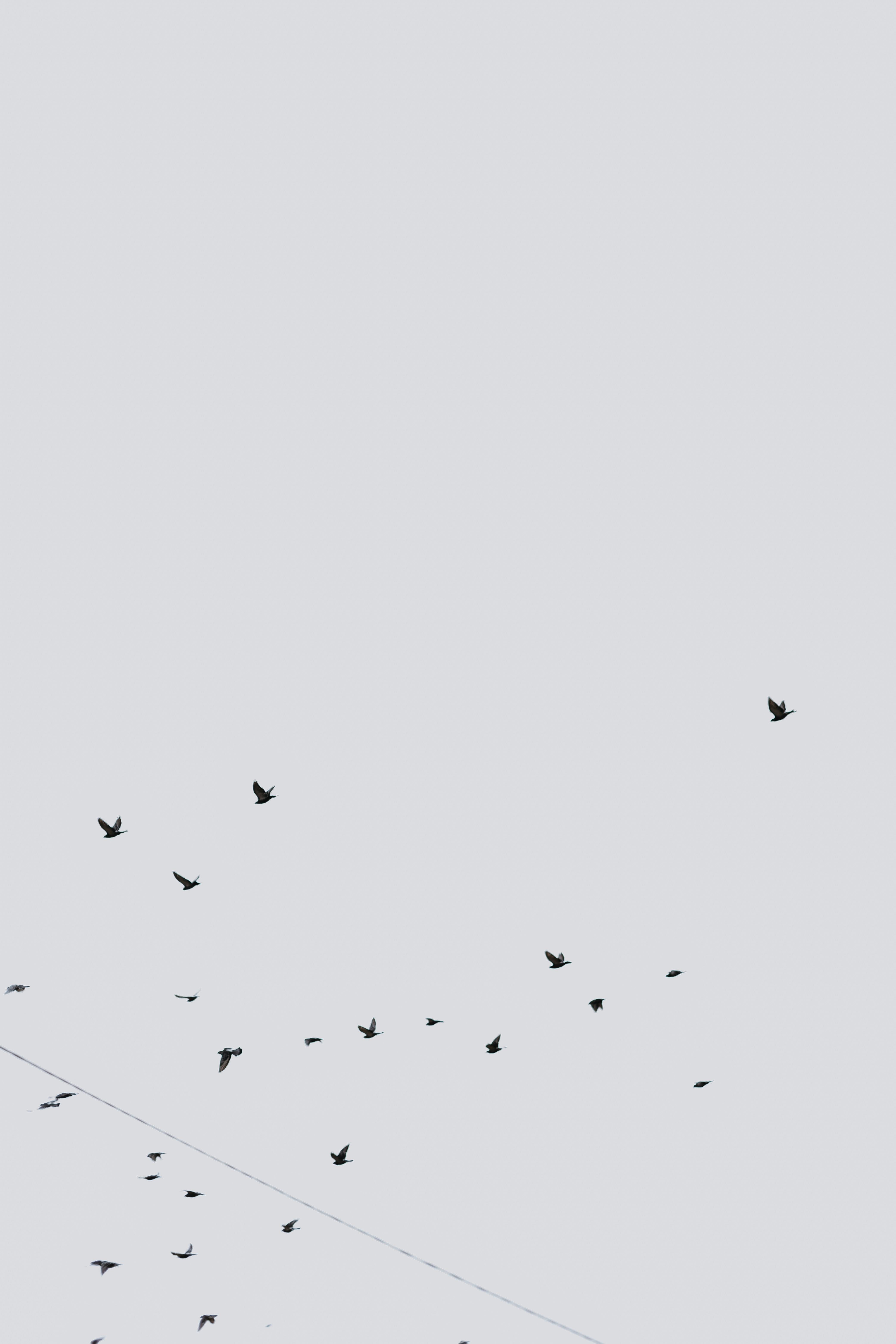 Gratis Immagine gratuita di aereo, aggraziato, alato Foto a disposizione