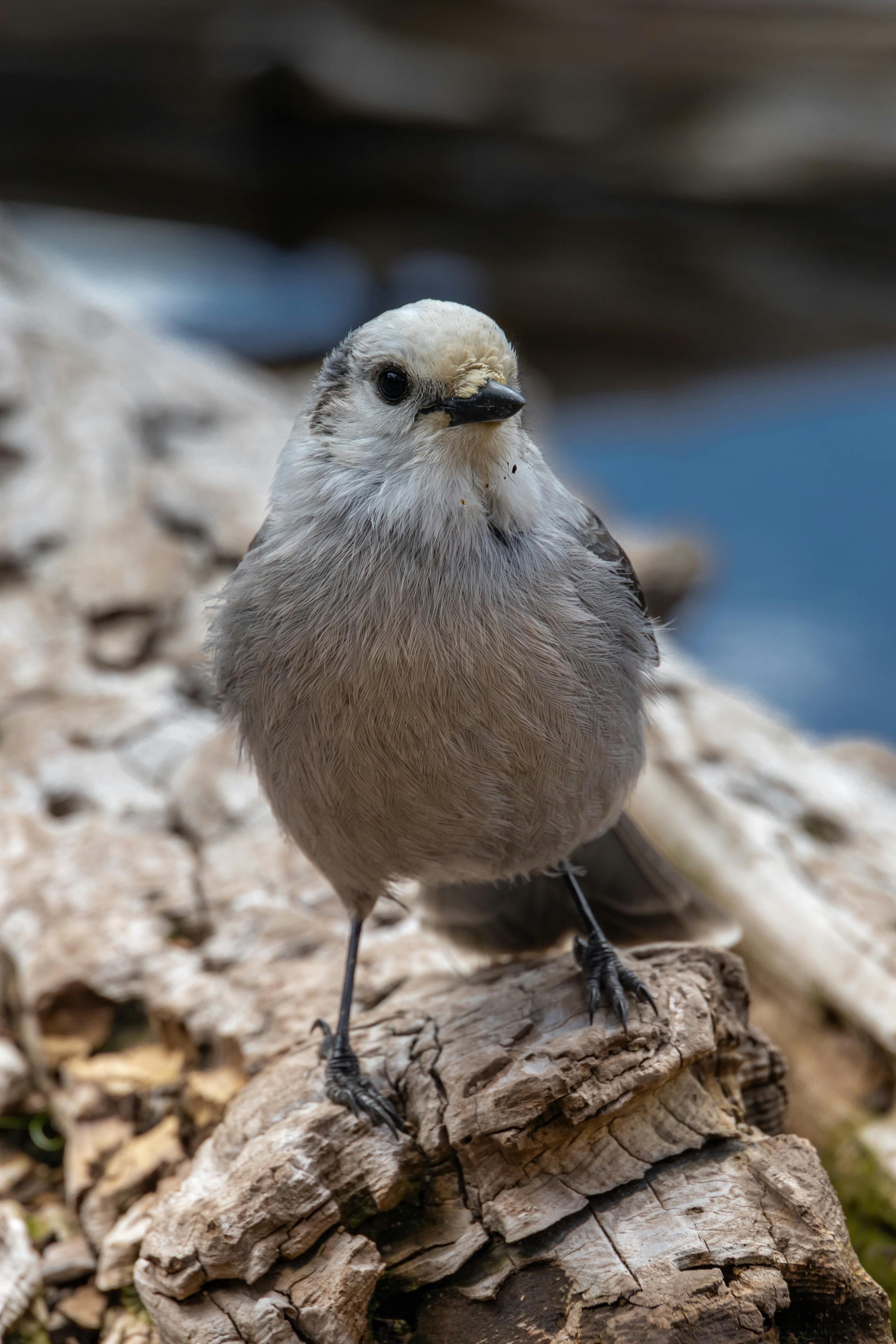 Captivating close-up of a Gray Jay perched on a log in a Colorado forest.