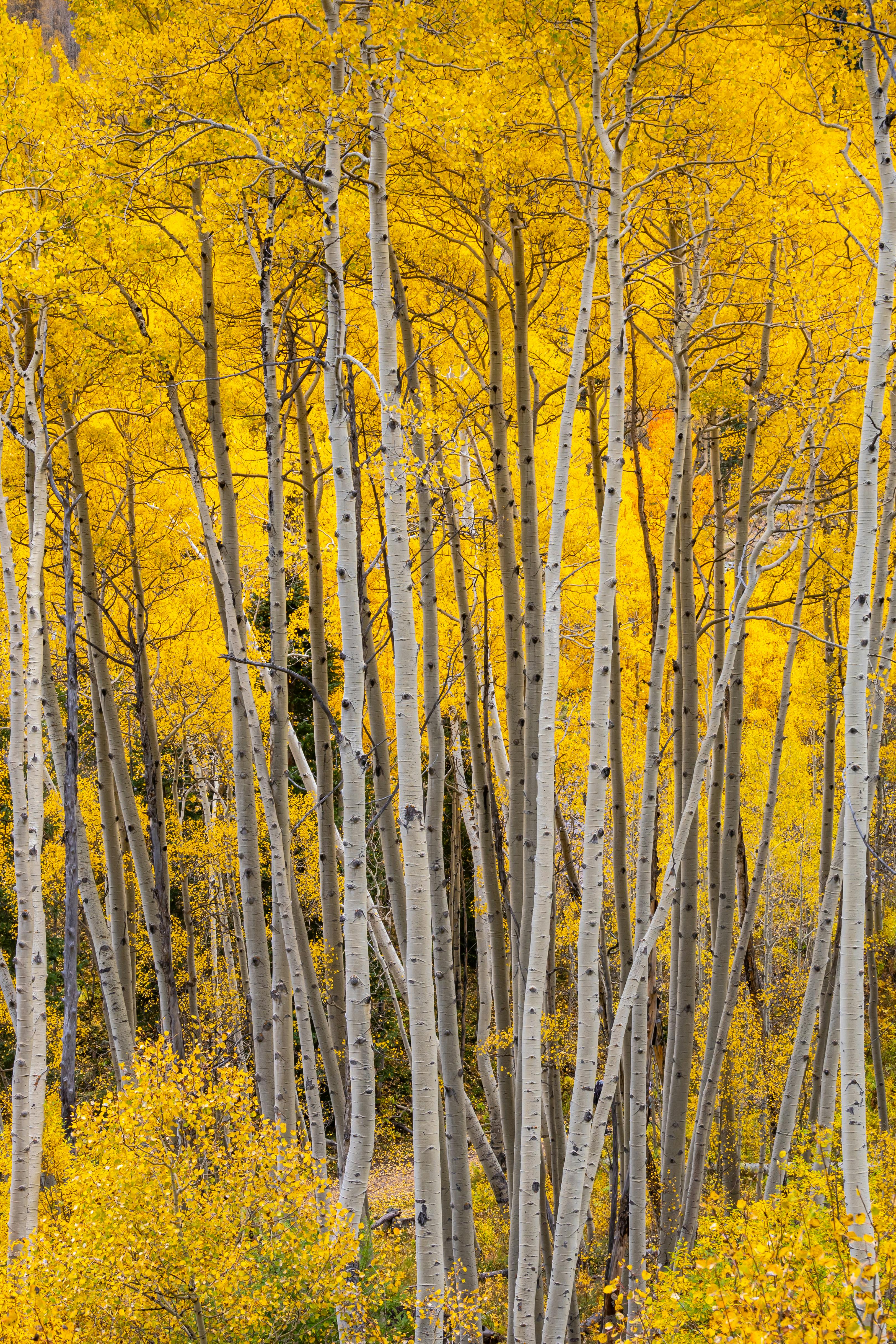 golden aspen trees in fall colorado