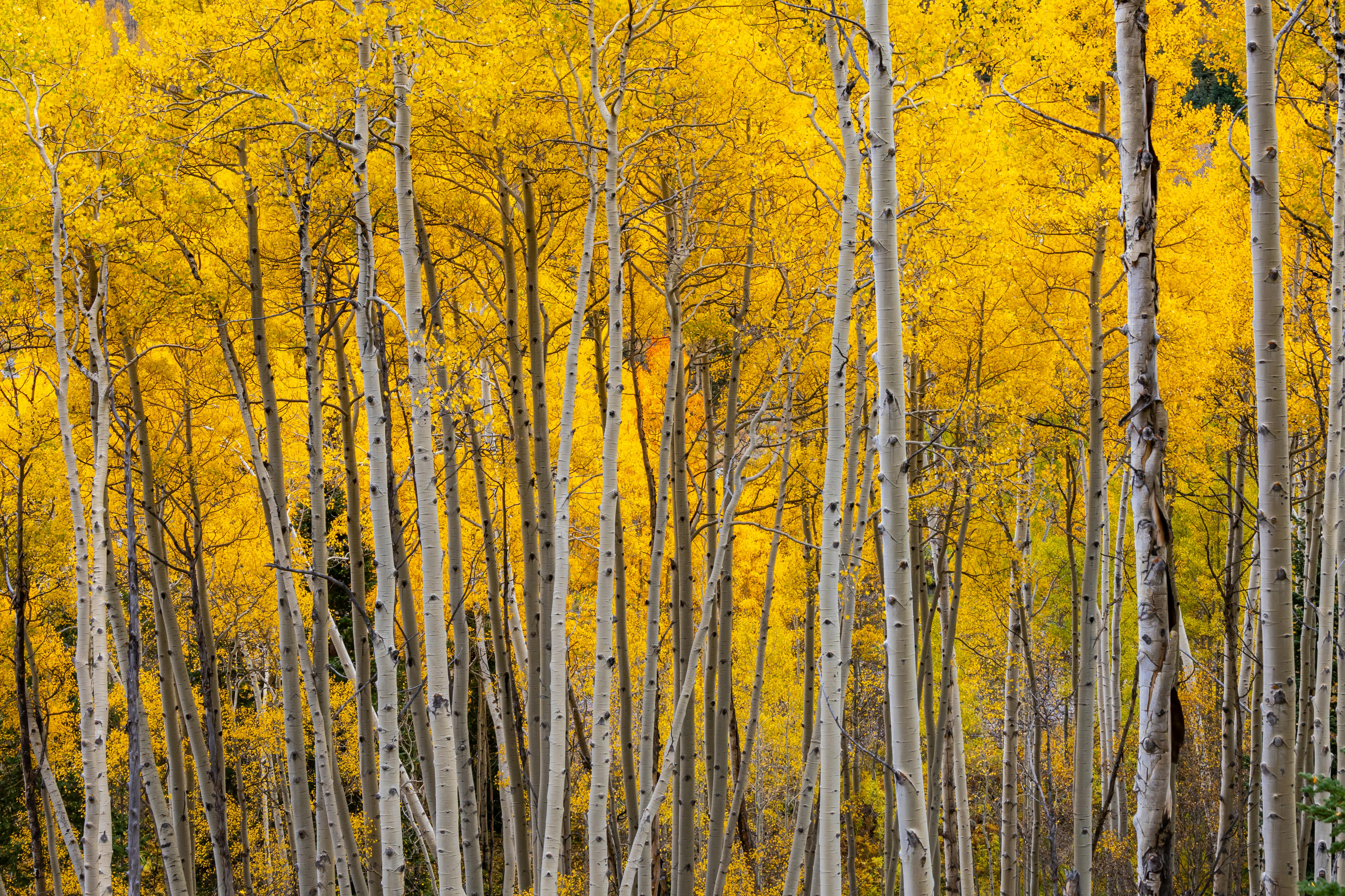 vibrant aspen forest in colorado during fall