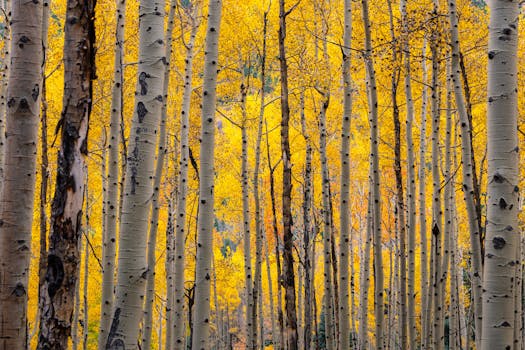 Stunning view of golden aspens in Colorado's autumn forest.