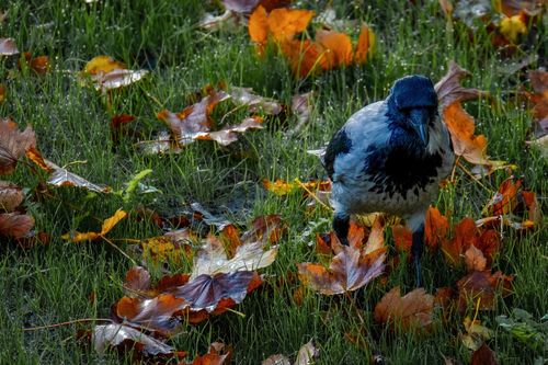 Free Hooded crow standing on grass with vibrant autumn leaves scattered around. Stock Photo