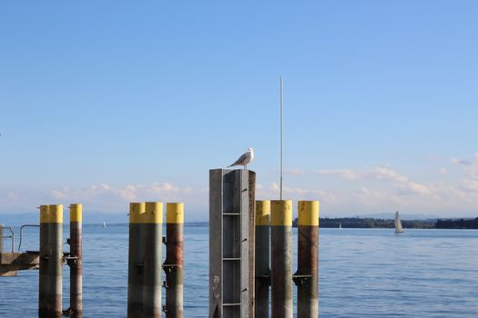 Seagull sitting on a pier post by Lake Constance on a clear day with sailboats.