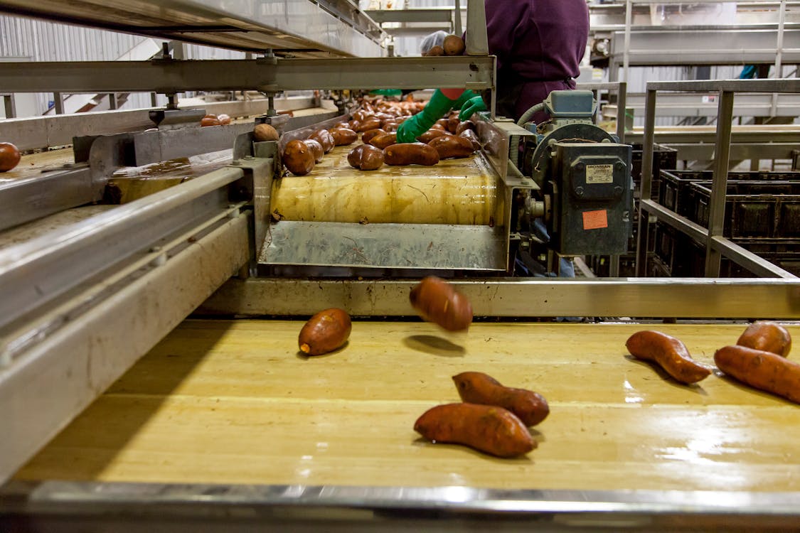 Processing of sweet potatoes in a factory
