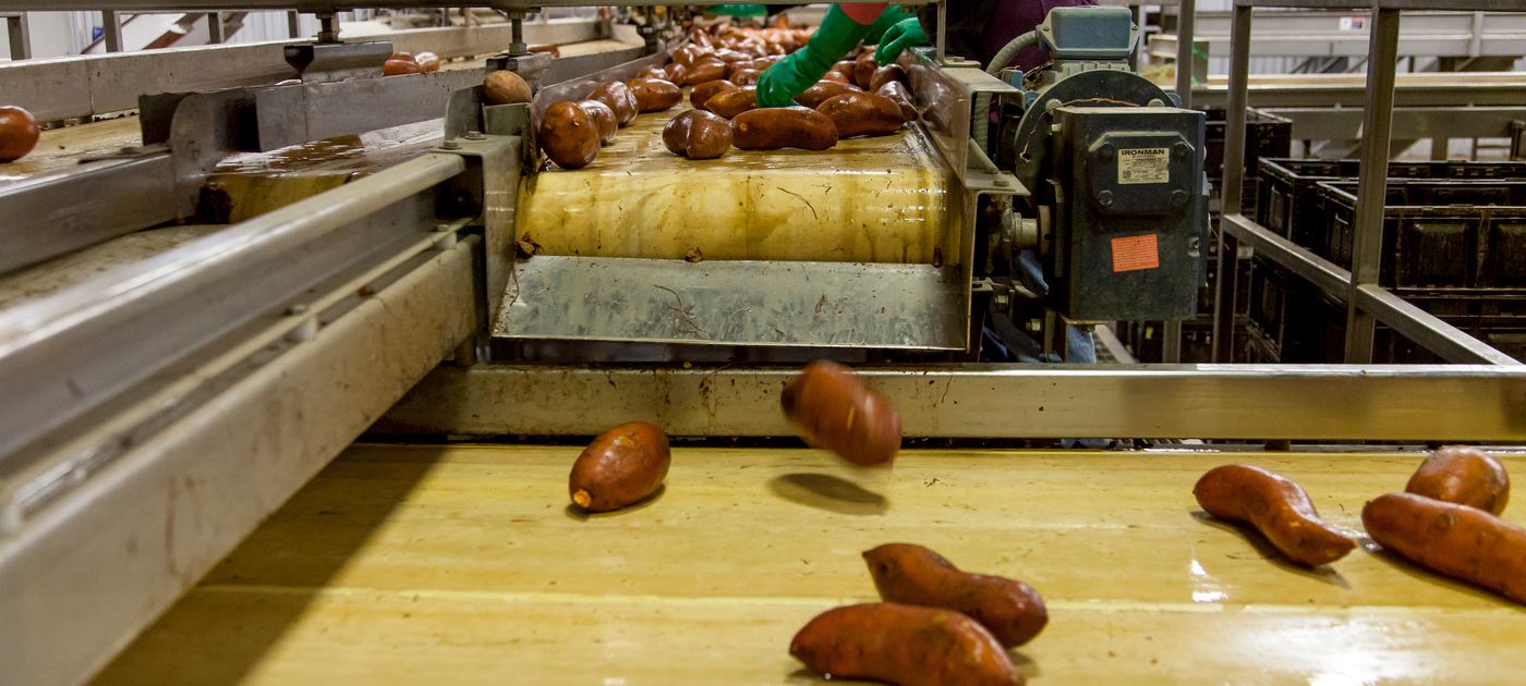 Food processing line in a factory — pest control is a mandatory prerequisite programme under HACCP certification in Malaysia