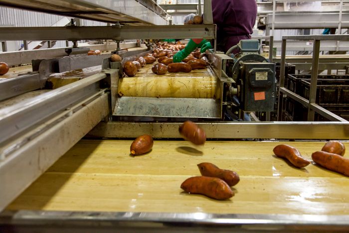 Agricultural processing line