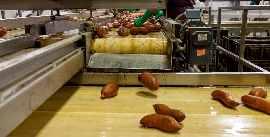 Produce moving along a conveyor belt in a processing plant — open product sets the chemical restrictions for the zone