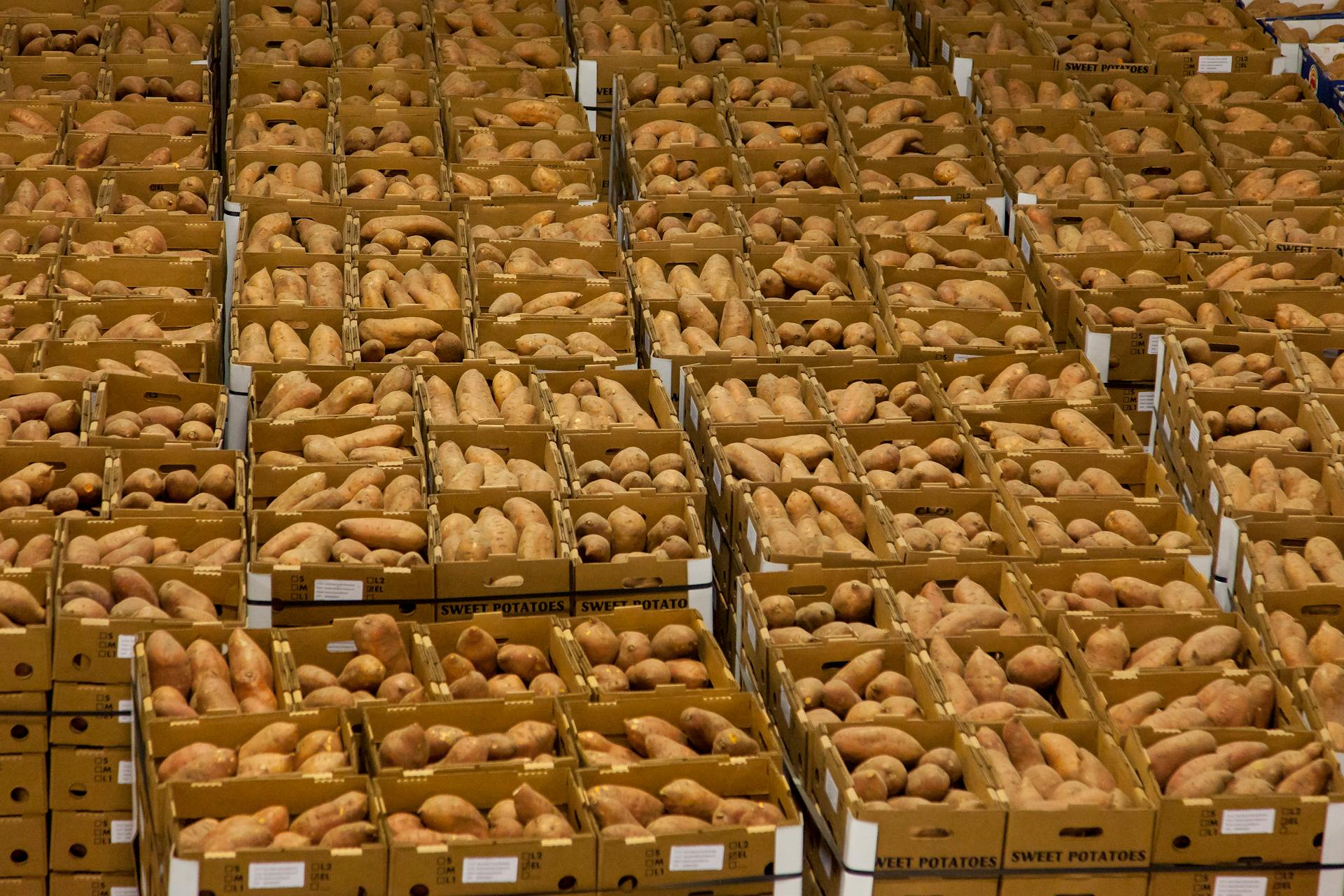 Rows of boxes filled with sweet potatoes in an indoor storage facility.