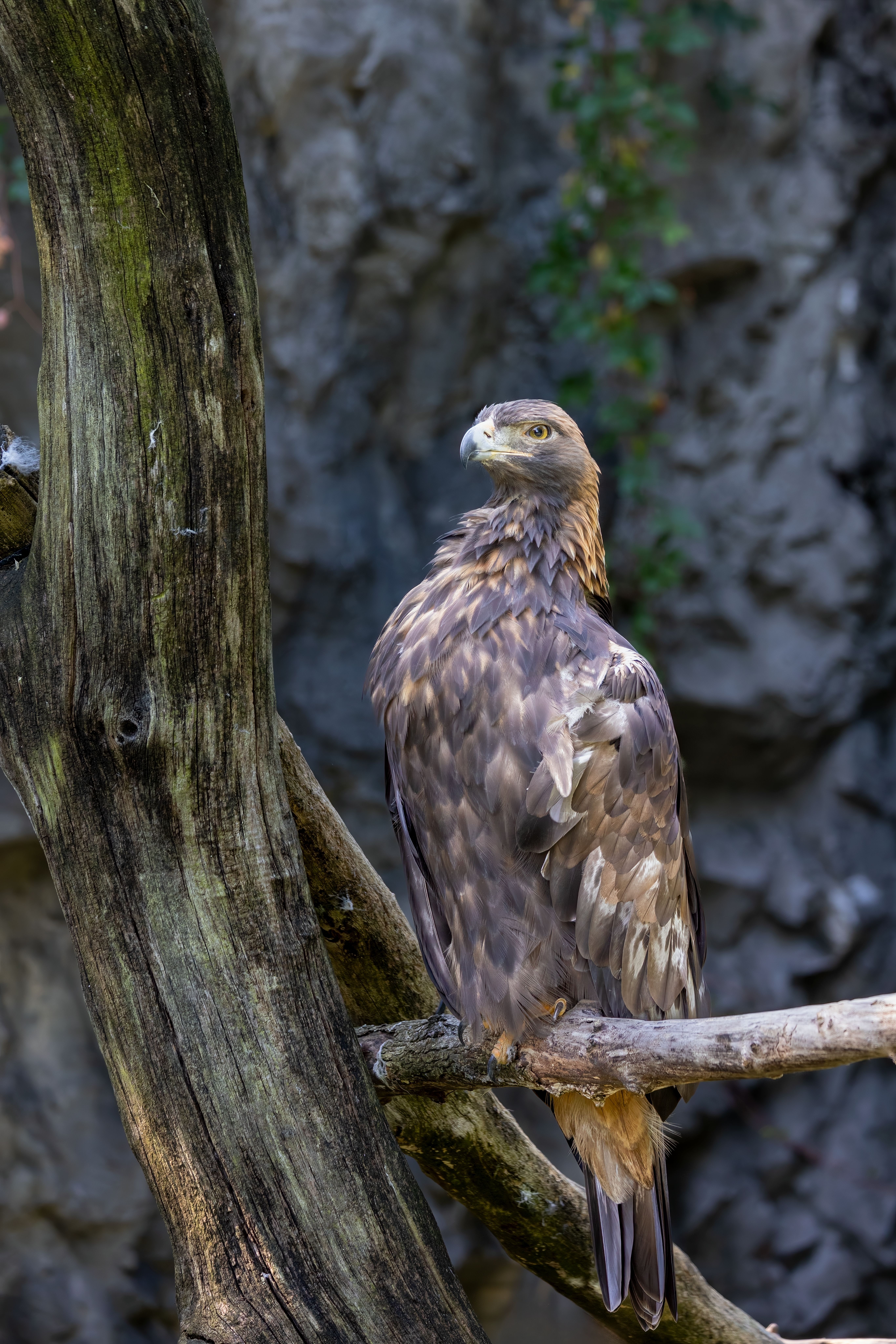 Majestic Golden Eagle on a Tree Branch · Free Stock Photo