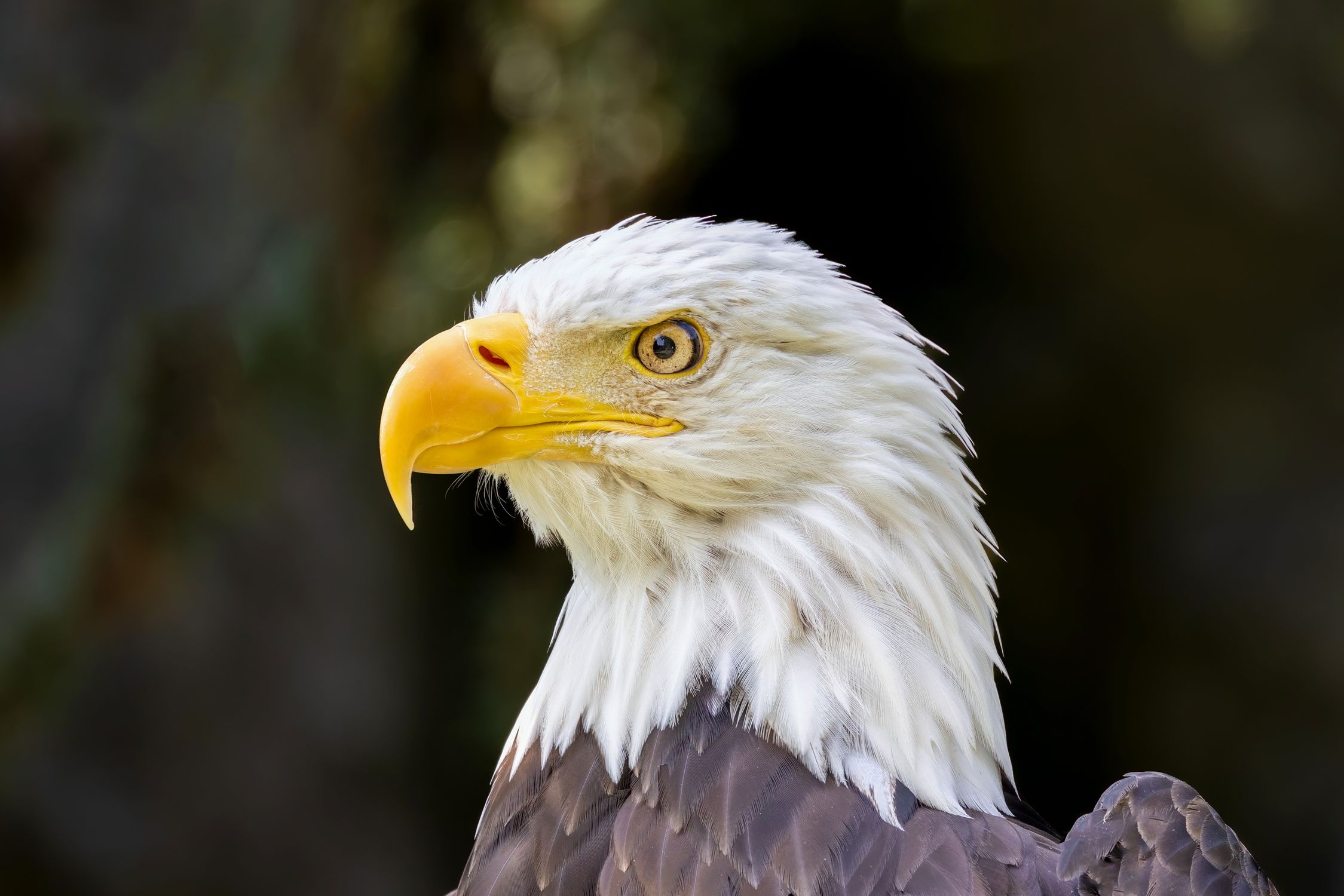 Eagle Inage Majestic Bald Eagle in Natural Habitat · Free Stock Photo