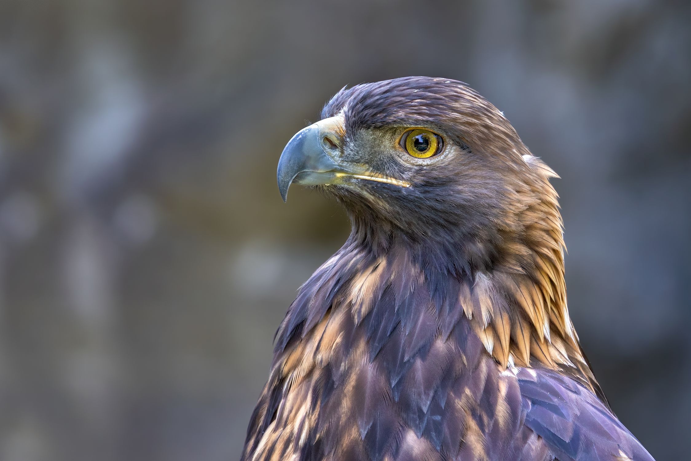 Close up Of A Golden Eagle In Wildlife Photography Free Stock Photo Close up Of A Golden Eagle In Wildlife Photography Free Stock Photo
