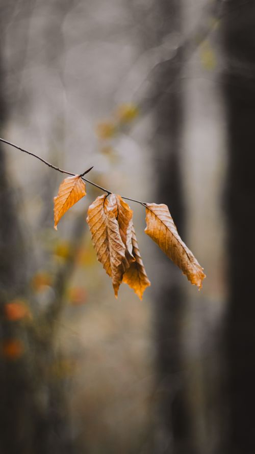 Free Close-up of dried autumn leaves hanging on a branch in a misty forest setting. Stock Photo