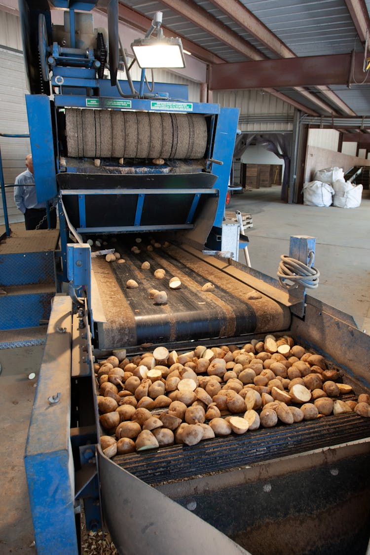 Processing Of Potatoes In A Factory