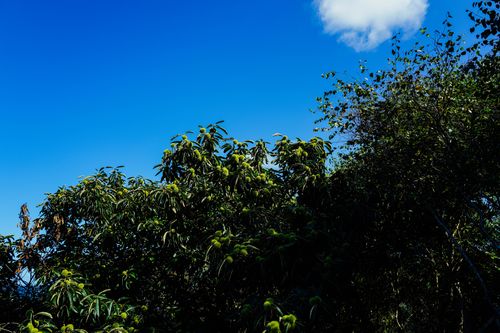 Free A vibrant green tree with rich foliage under a clear blue sky with a cloud. Stock Photo