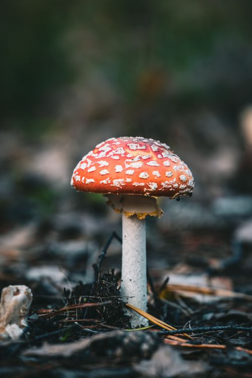 Free Detailed image of a vibrant Fly Agaric mushroom in a natural forest setting. Stock Photo