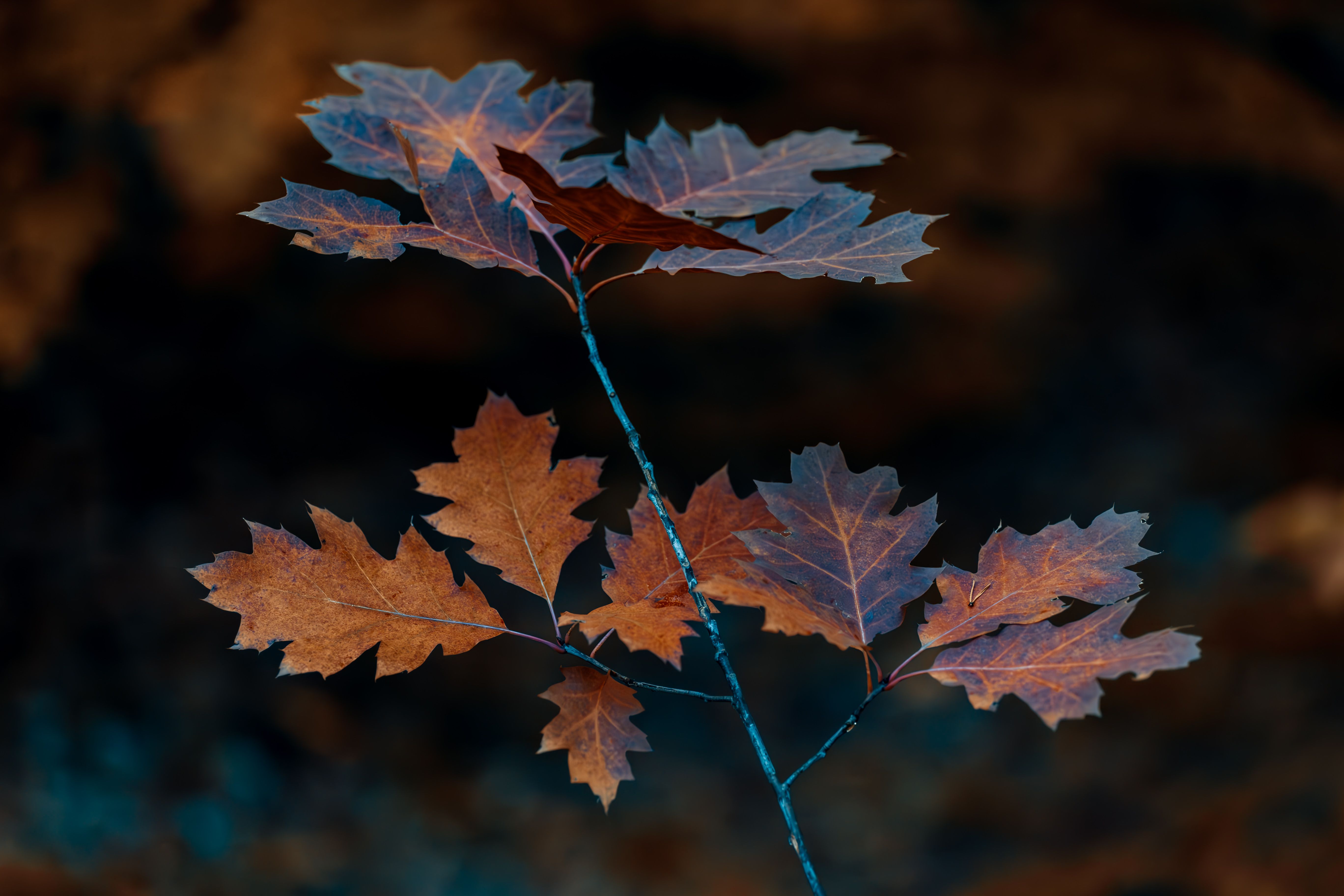 Vivid autumn oak leaves captured with a dark, contrasting background.