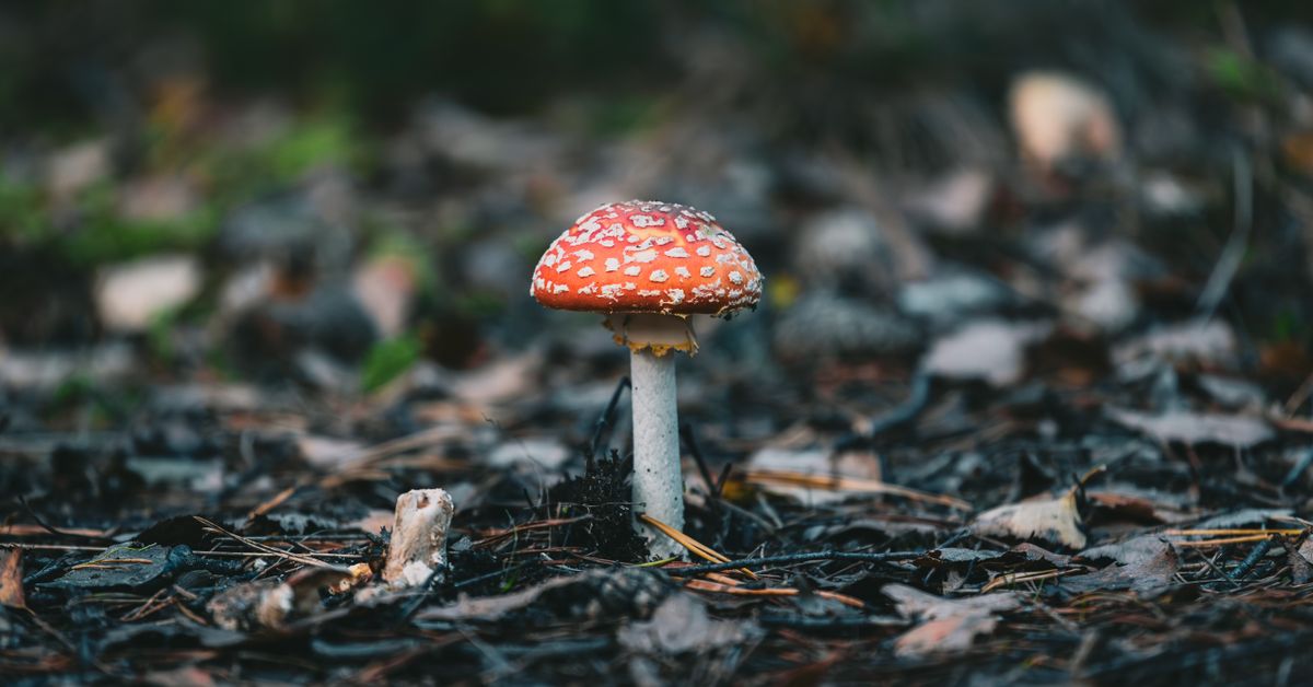 Mushrooms growing in a forest