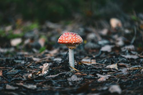 Free Vibrant Amanita muscaria mushroom growing amidst forest floor with fallen leaves. Stock Photo
