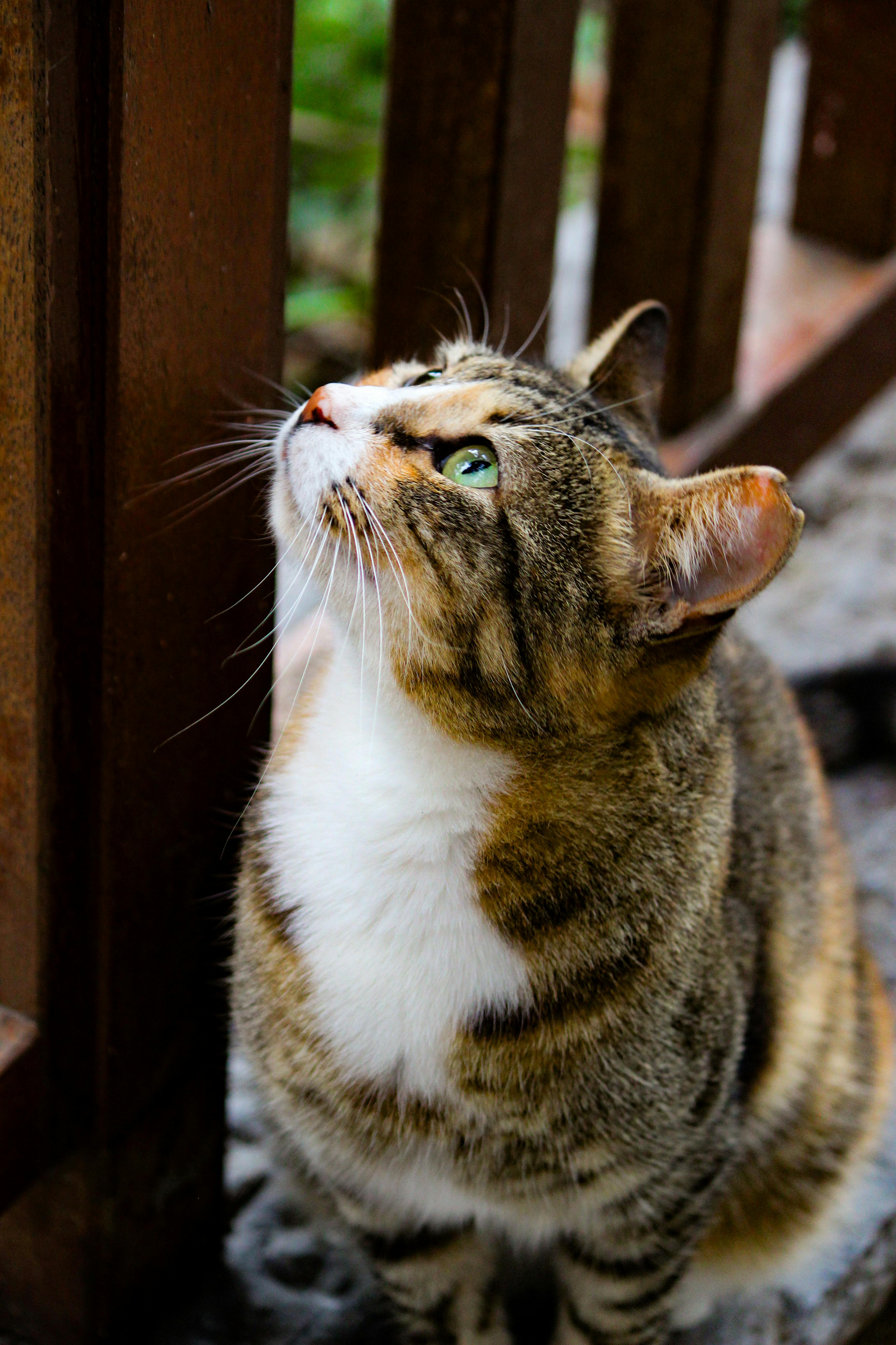 Katzenreiniger verwenden