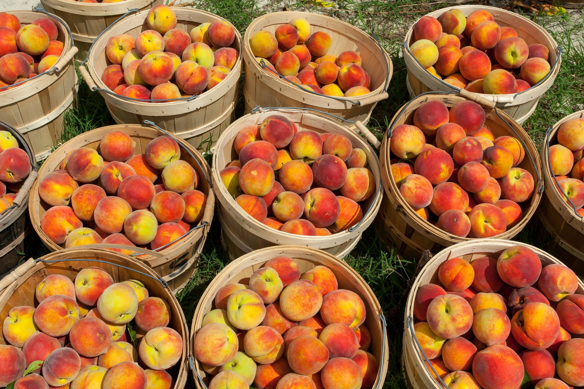 Overflowing wooden baskets filled with fresh, ripe peaches from the harvest, set outdoors.