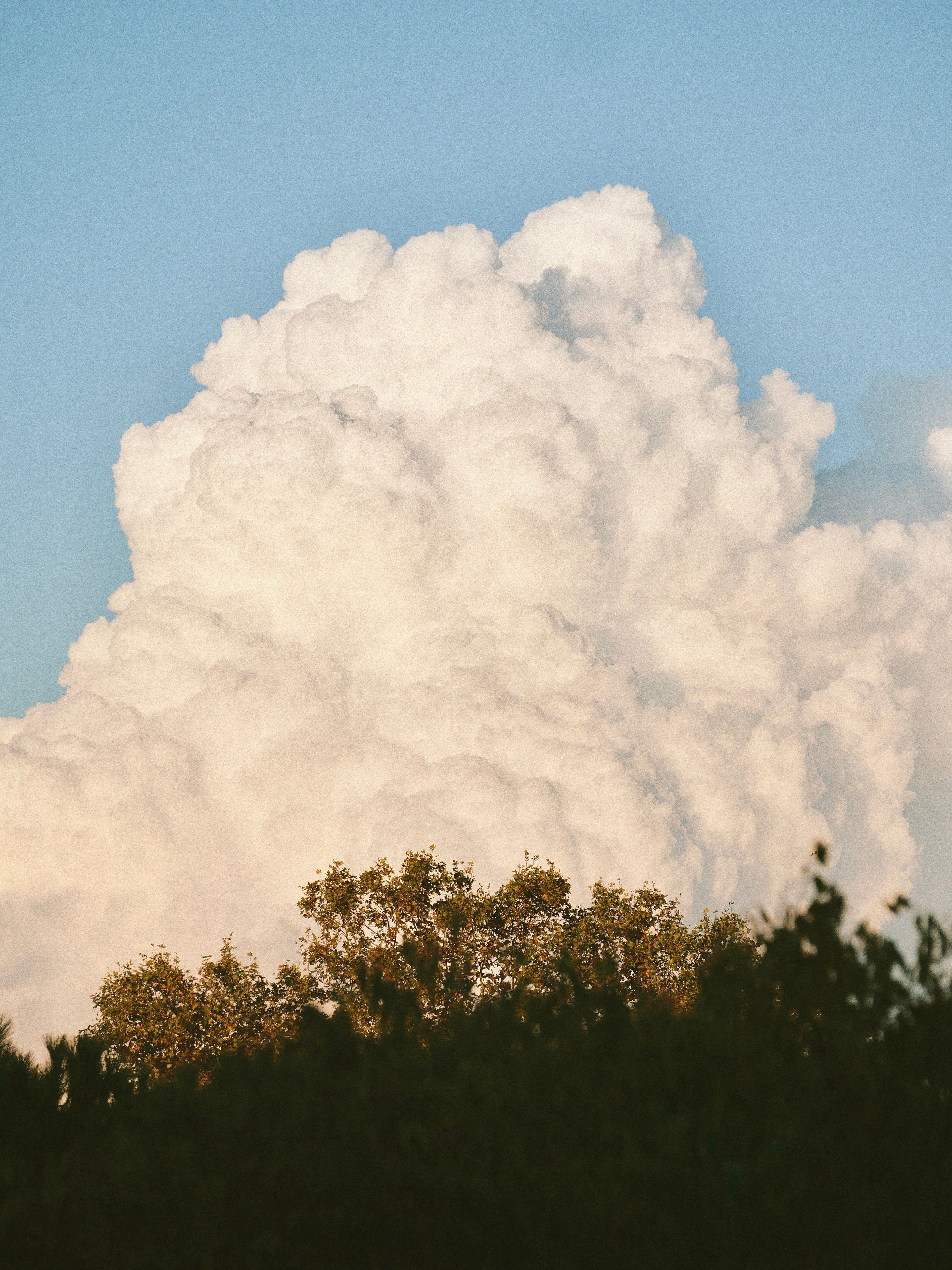 Majestic cumulonimbus clouds towering over a tree line during sunset, capturing the essence of summer weather.