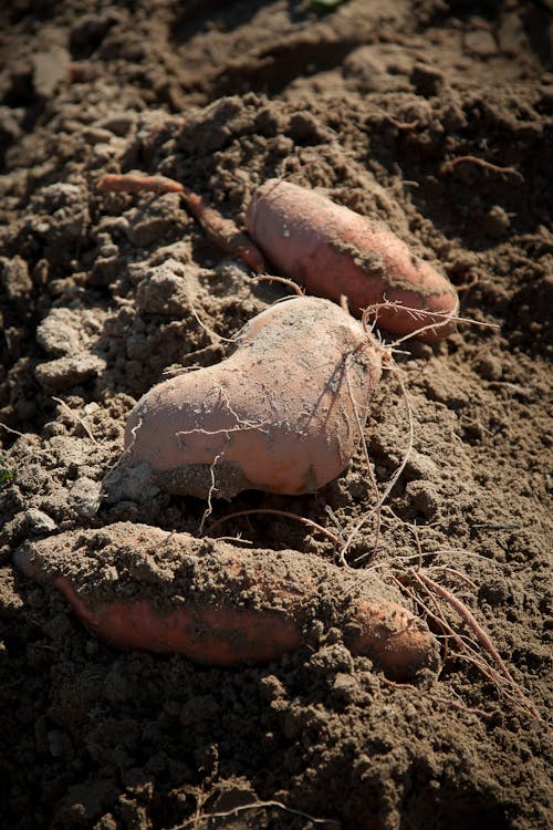 スイートポテト, 作物, 土壌の無料の写真素材