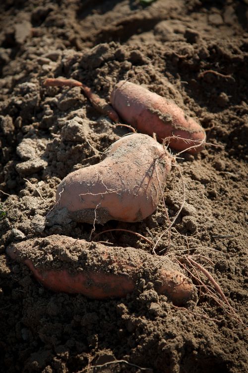 Free Close-up of fresh sweet potatoes partially covered in soil after harvest. Stock Photo
