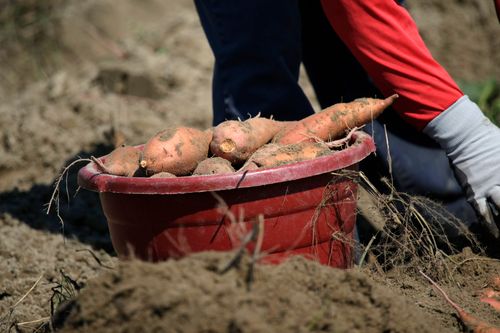 Free Freshly harvested sweet potatoes in a red bucket during a sunny field harvest. Stock Photo