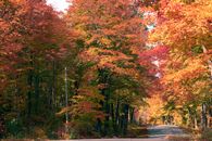 A picturesque forest road surrounded by colorful autumn foliage on a sunny day.