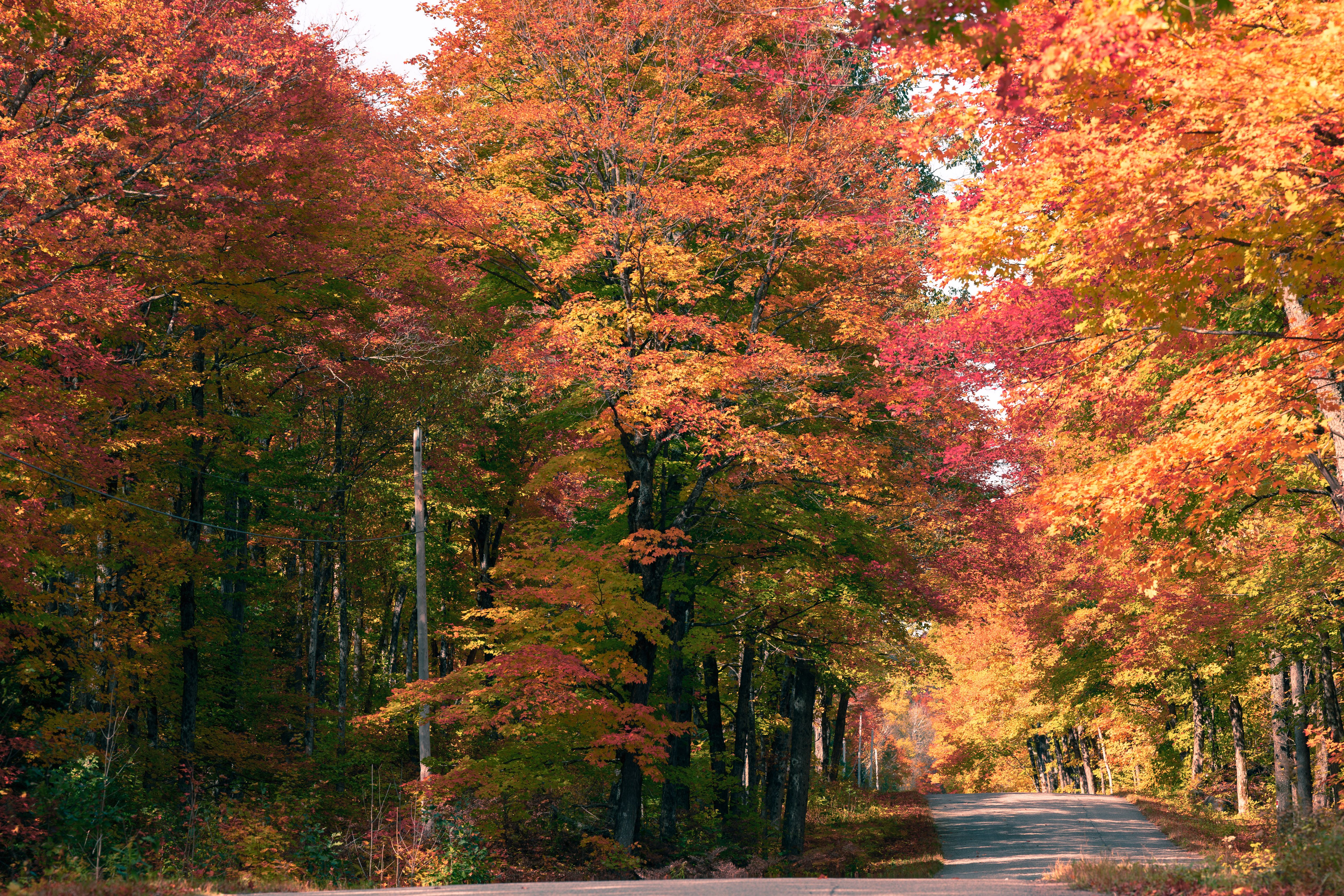 Vibrant Autumn Forest Road with Colorful Foliage · Free Stock Photo