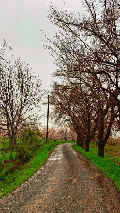 Serene Rainy Day on a Country Road · Free Stock Photo
