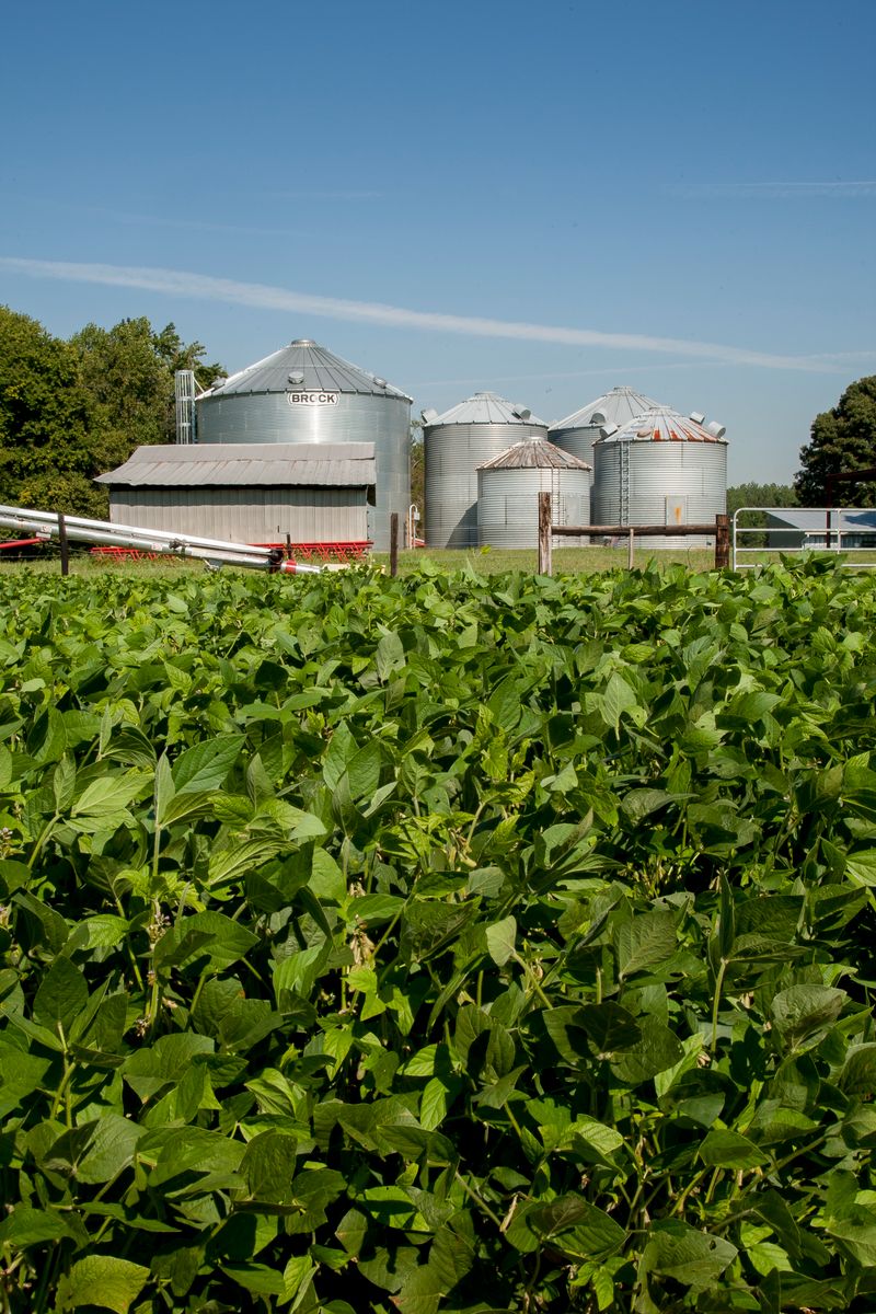 Growing crops