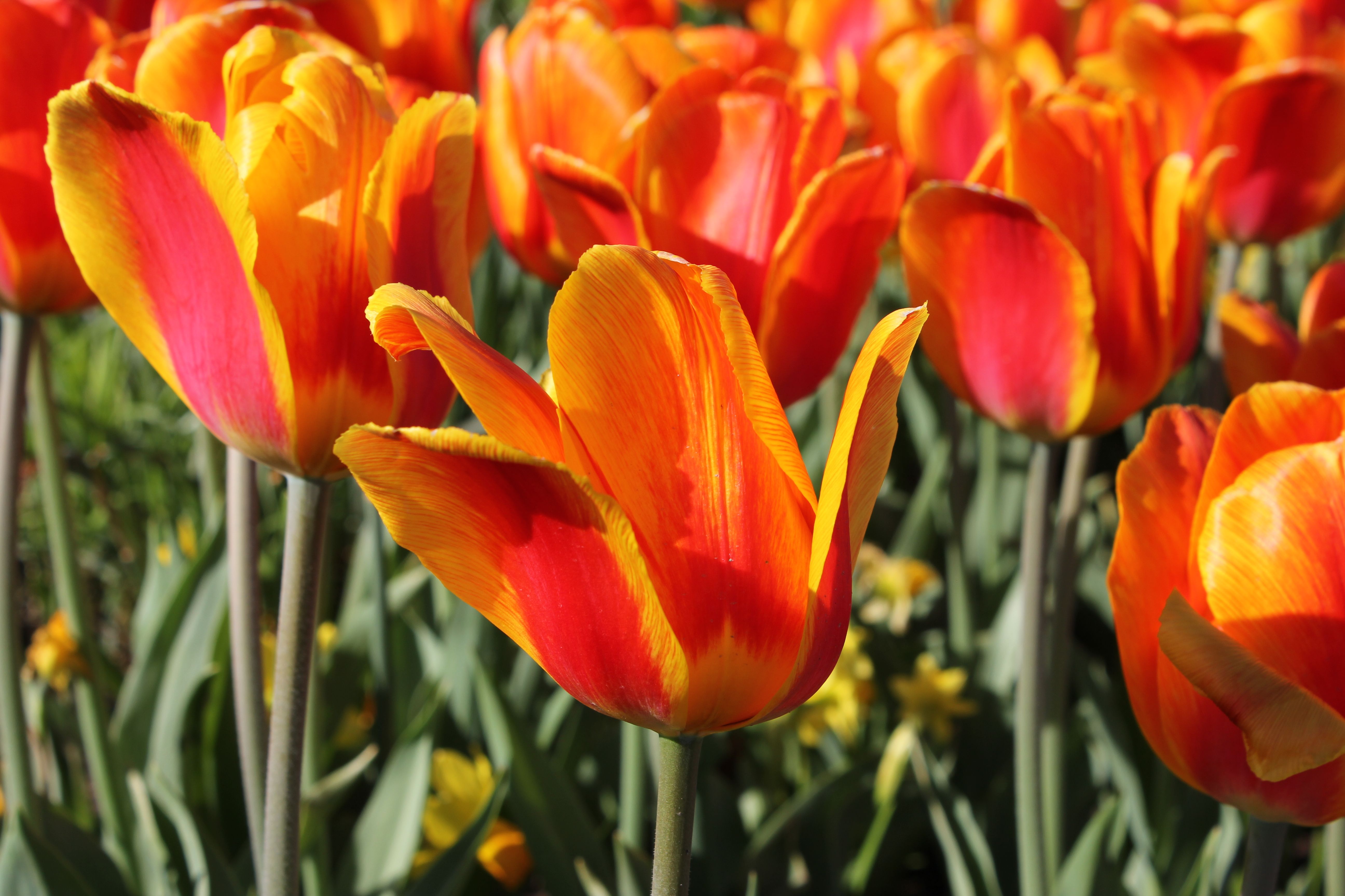 Red Tulips in Bloom · Free Stock Photo