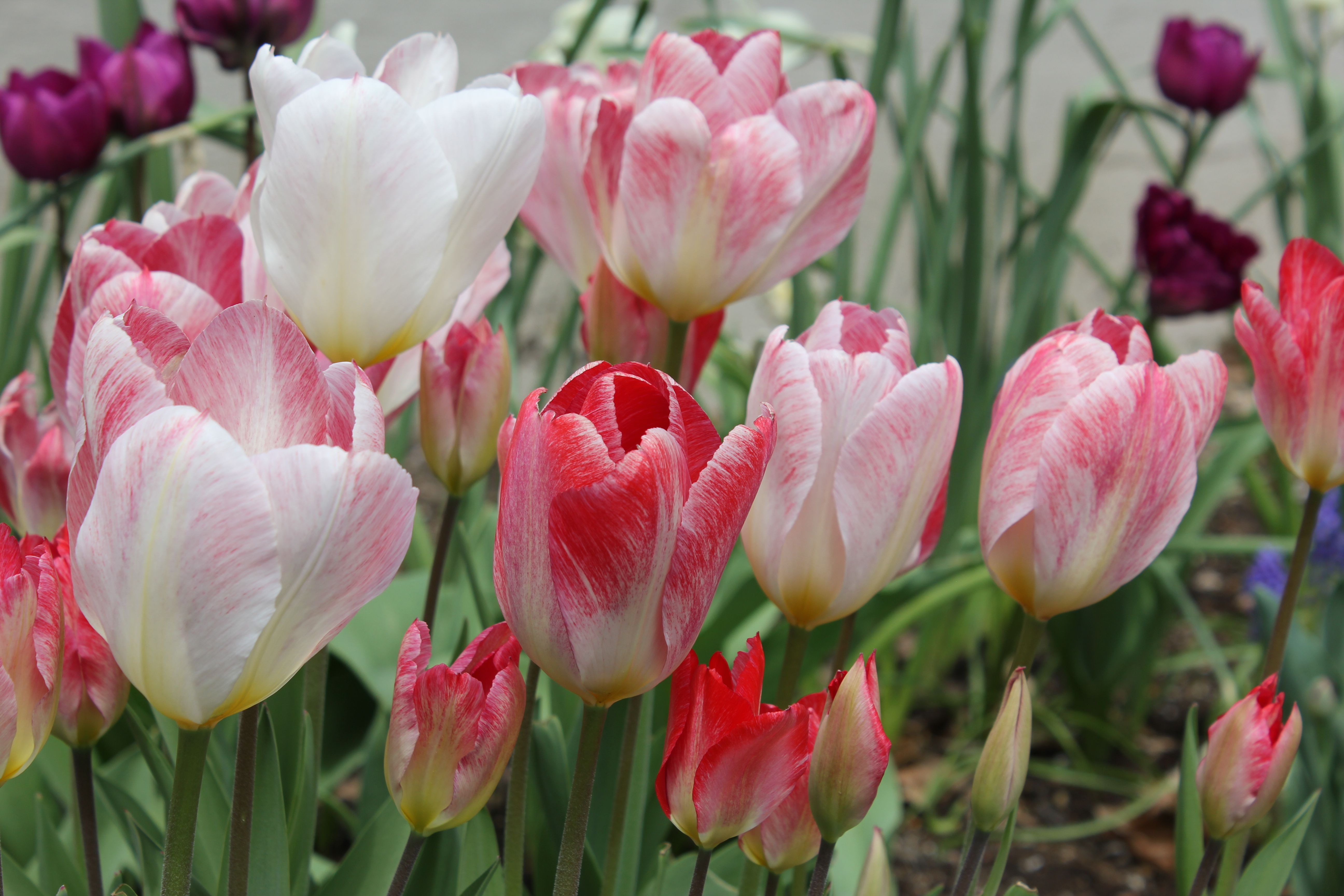 Colorful Spring Tulips in Bloom Outdoors · Free Stock Photo