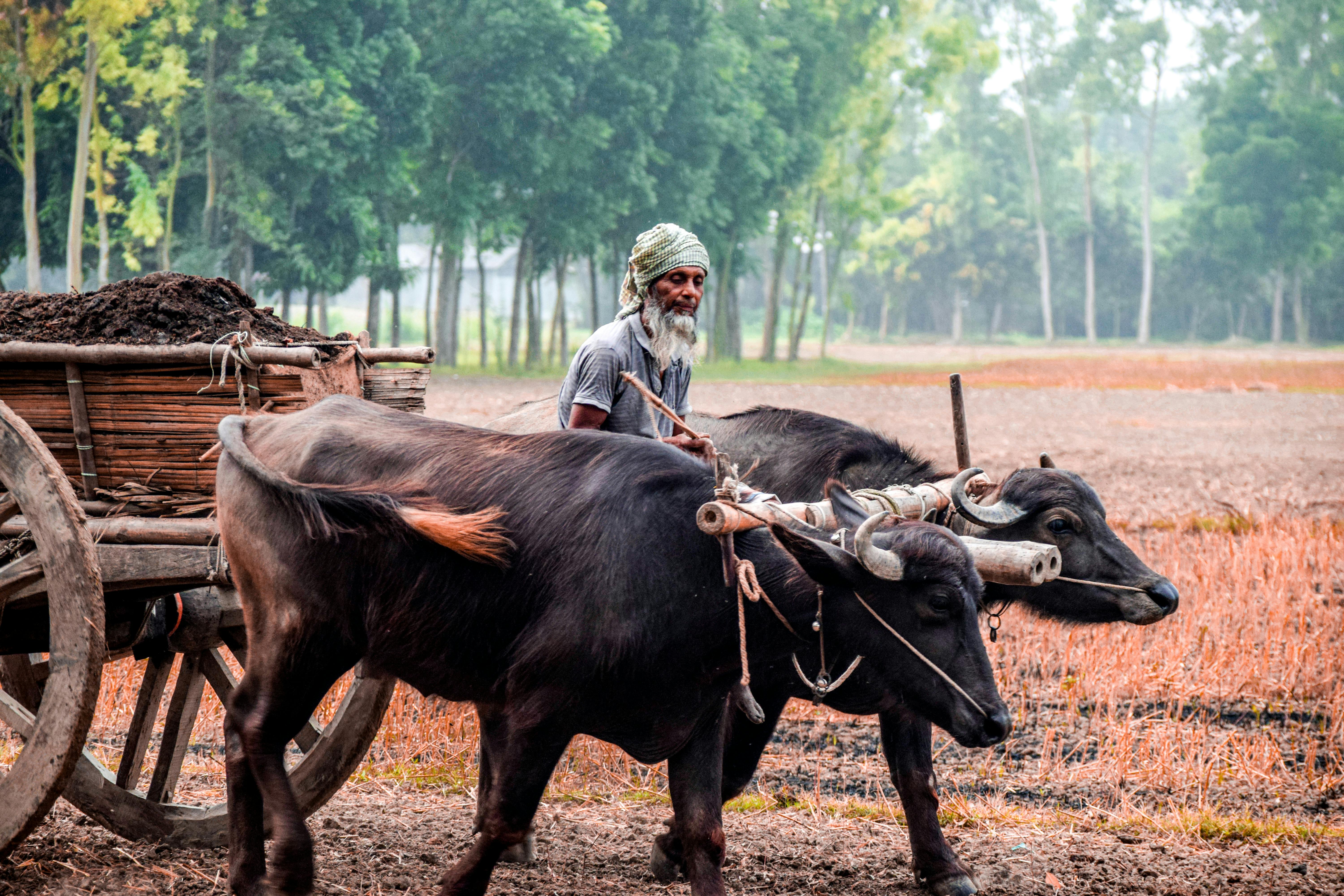 Year-end financial planning for farmers — Photo by Muhammad Shahriar Sanjid on Pexels
