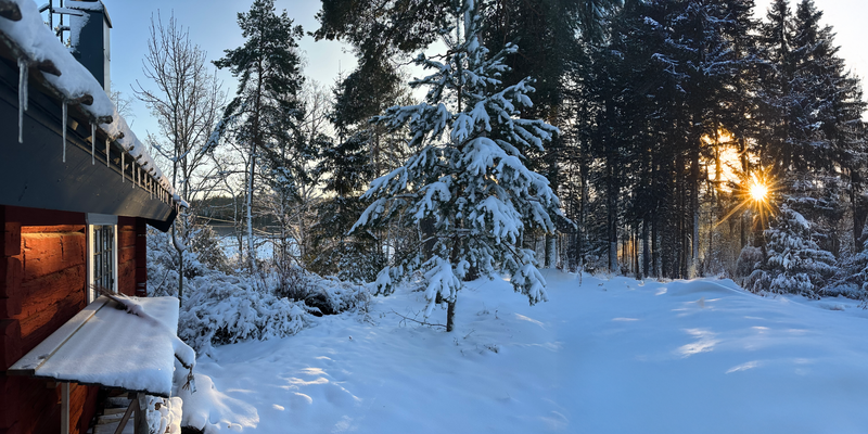 Bosque nevado en el norte de Suecia