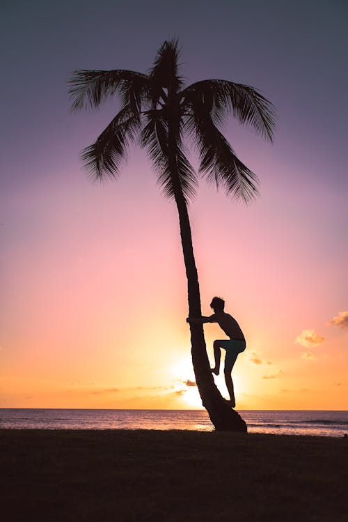 무료 코코넛 나무에 사람의 실루엣 스톡 사진