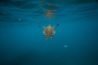 一只海龟在清澈的蓝色海洋中优雅地游动，展现着海洋野生动物的风采