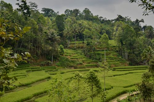 Free Beautiful terraced fields surrounded by dense tropical forest, showcasing nature's harmony. Stock Photo