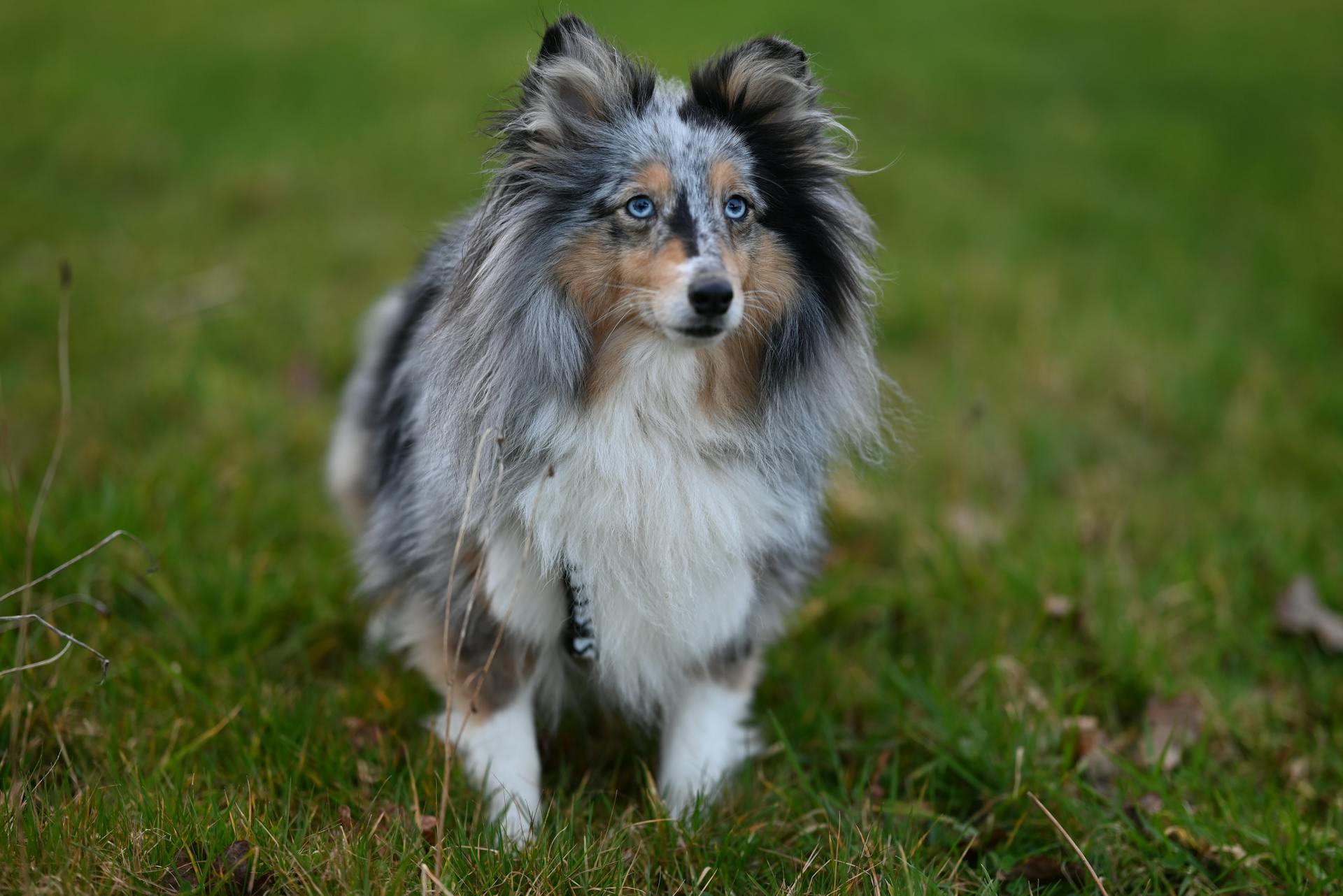 Vacker Shetlandsfårhund i ett frodigt grönskande